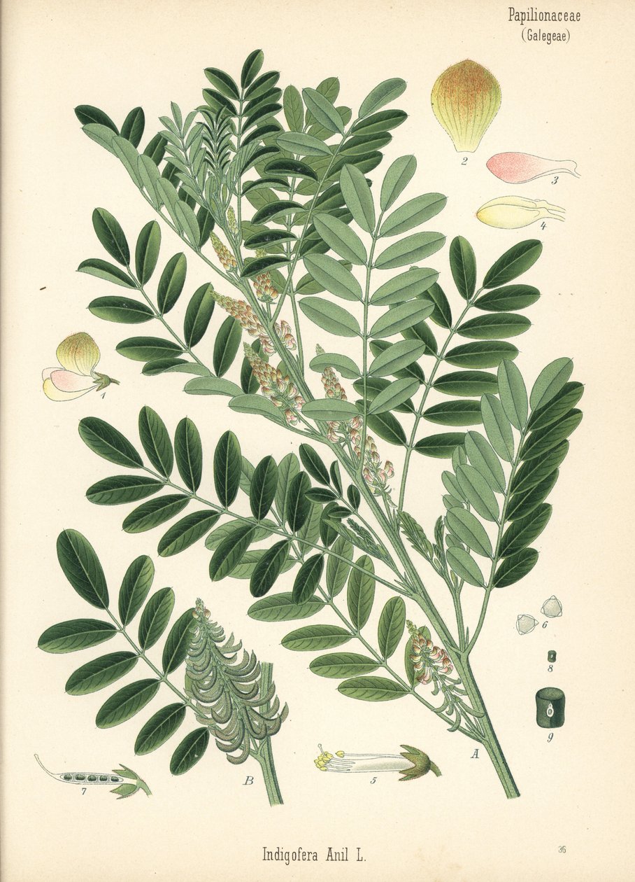 Guatemalischer Indigo oder Kleinblättriger Indigo, Indigofera suffruticosa (Indigofera anil). Chromolithographie nach einer botanischen Illustration aus Hermann Adolph Koehler