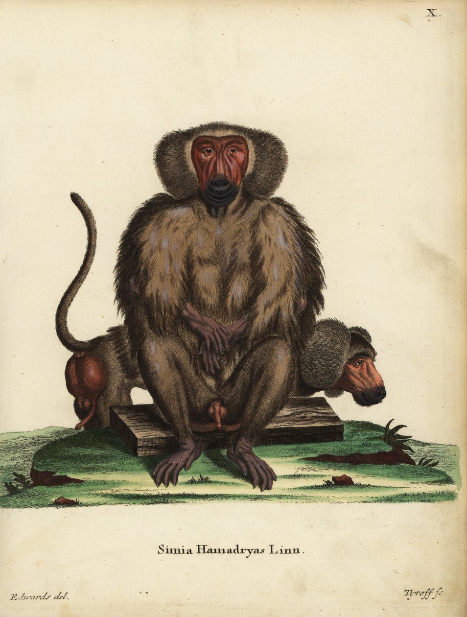Hamadryas-Pavian, Papio hamadryas. Simia hamadryas Linn. Handkolorierter Kupferstich von Tyroff nach einer Illustration von George Edwards aus Johann Christian Daniel Schreber