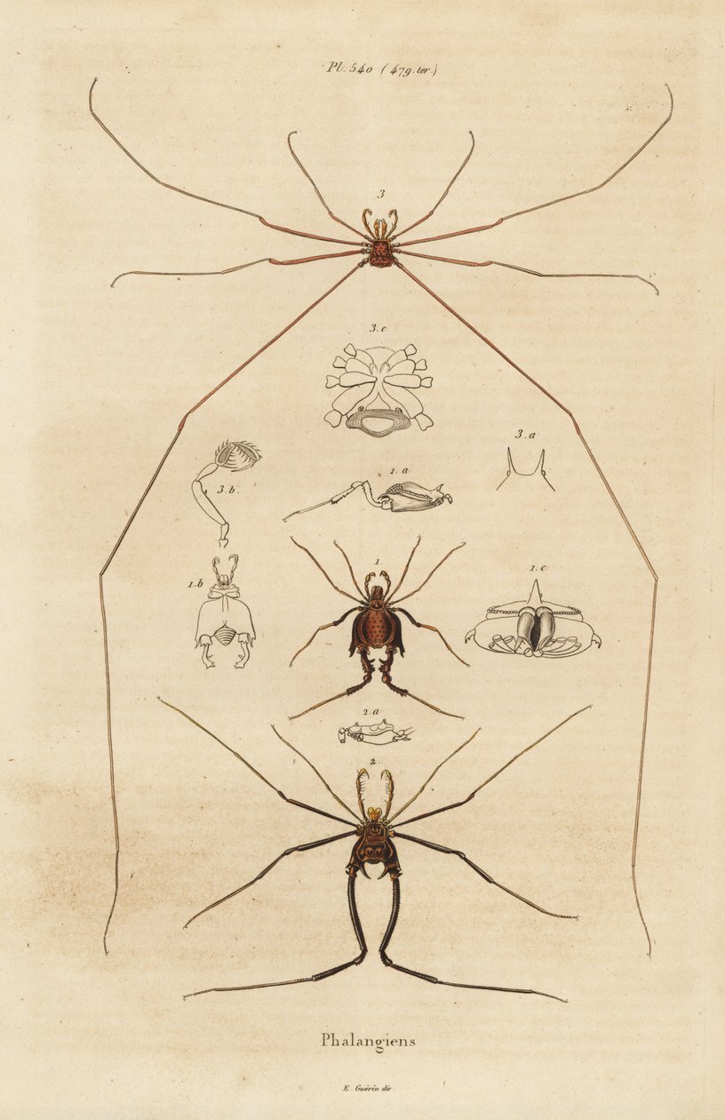 Weberknechte, Opiliones-Arten von Unbekannt