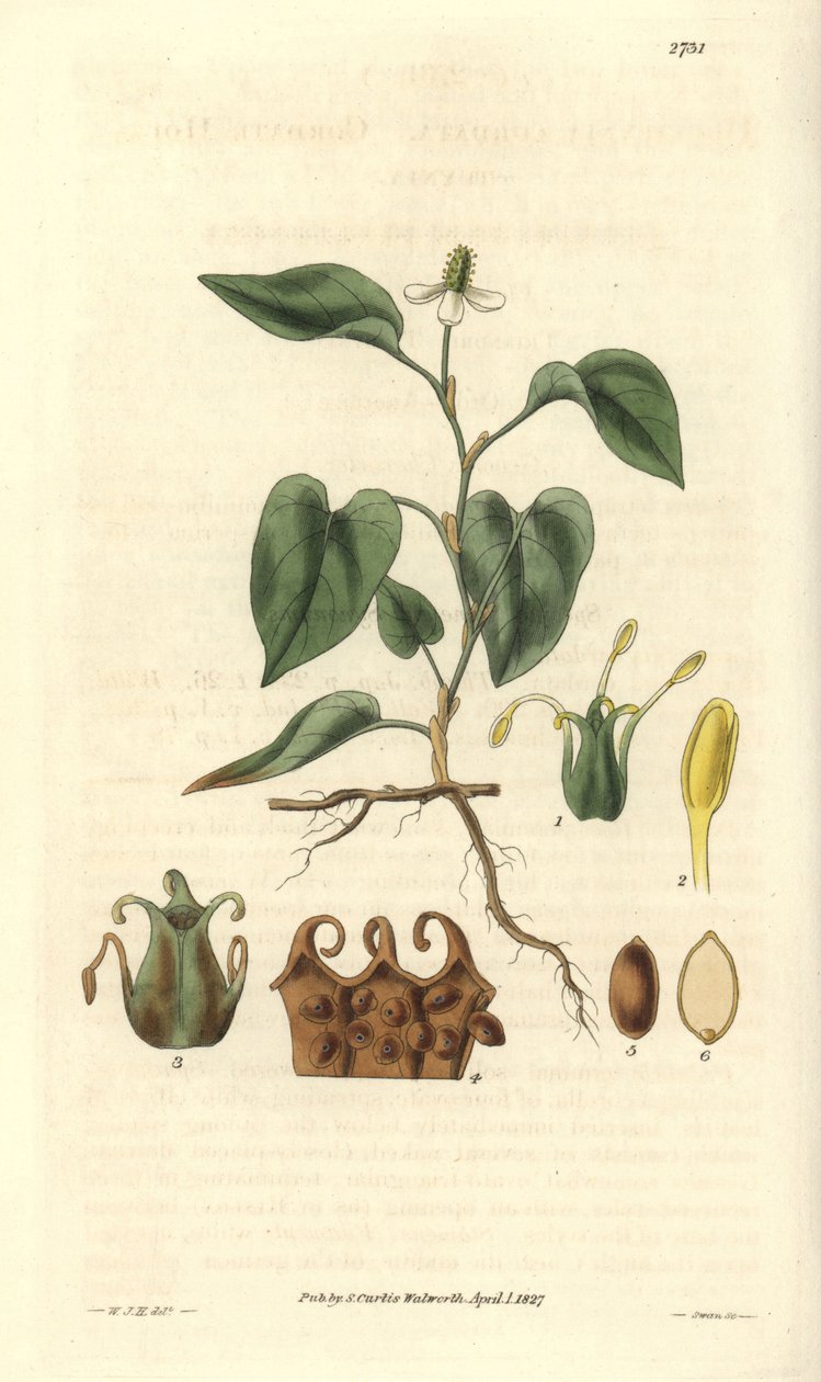 Houttuynia hat weiße Blüten, mit Details von Früchten, Stempel und Staubblättern. Sorte aus Asien. Illustration von Wiliam Jackson Hooker (1785-1865), britischer Botaniker und Schriftsteller, Professor an der Universität Glasgow (Schottland) und Herausgebe von Unbekannter Künstler