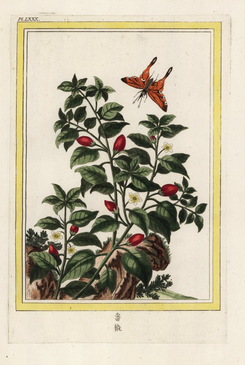 Indischer Pfeffer. Pfeffer, Capsicum annuum. Handkolorierte Radierung aus Pierre Joseph Buchoz