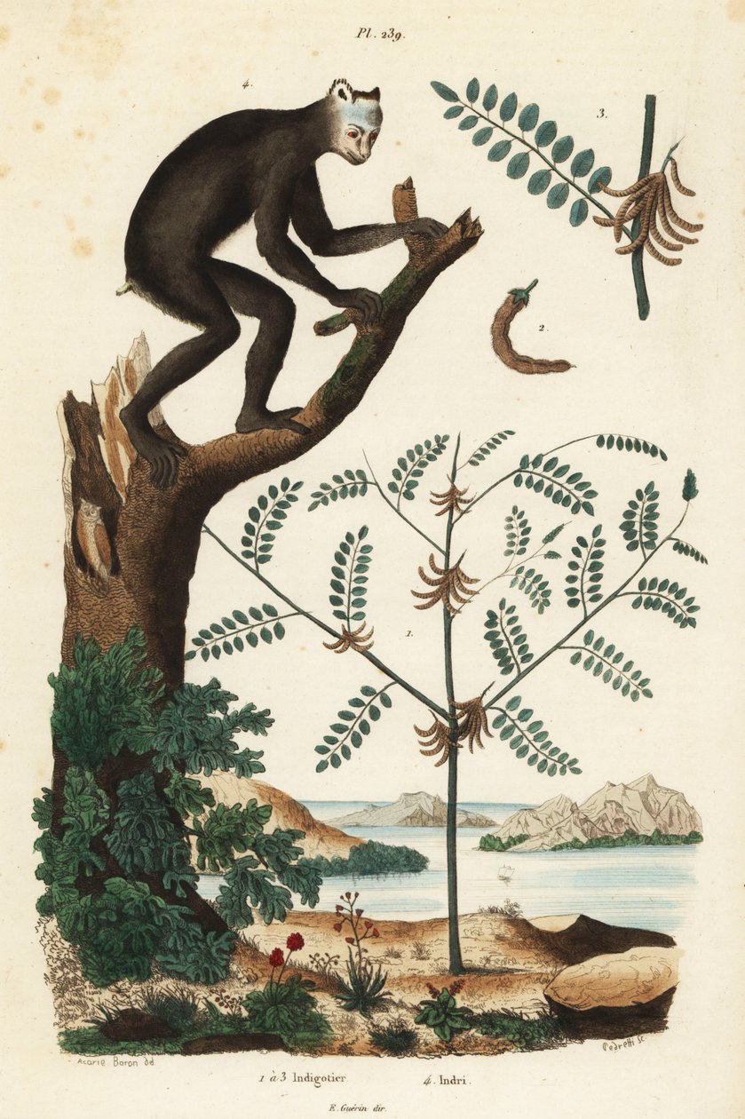 Indigopflanze, Indigofera atropurpurea 1-3, und Indri oder Babakoto, Indri indri, vom Aussterben bedrohte Lemurenart 4 von Unbekannt