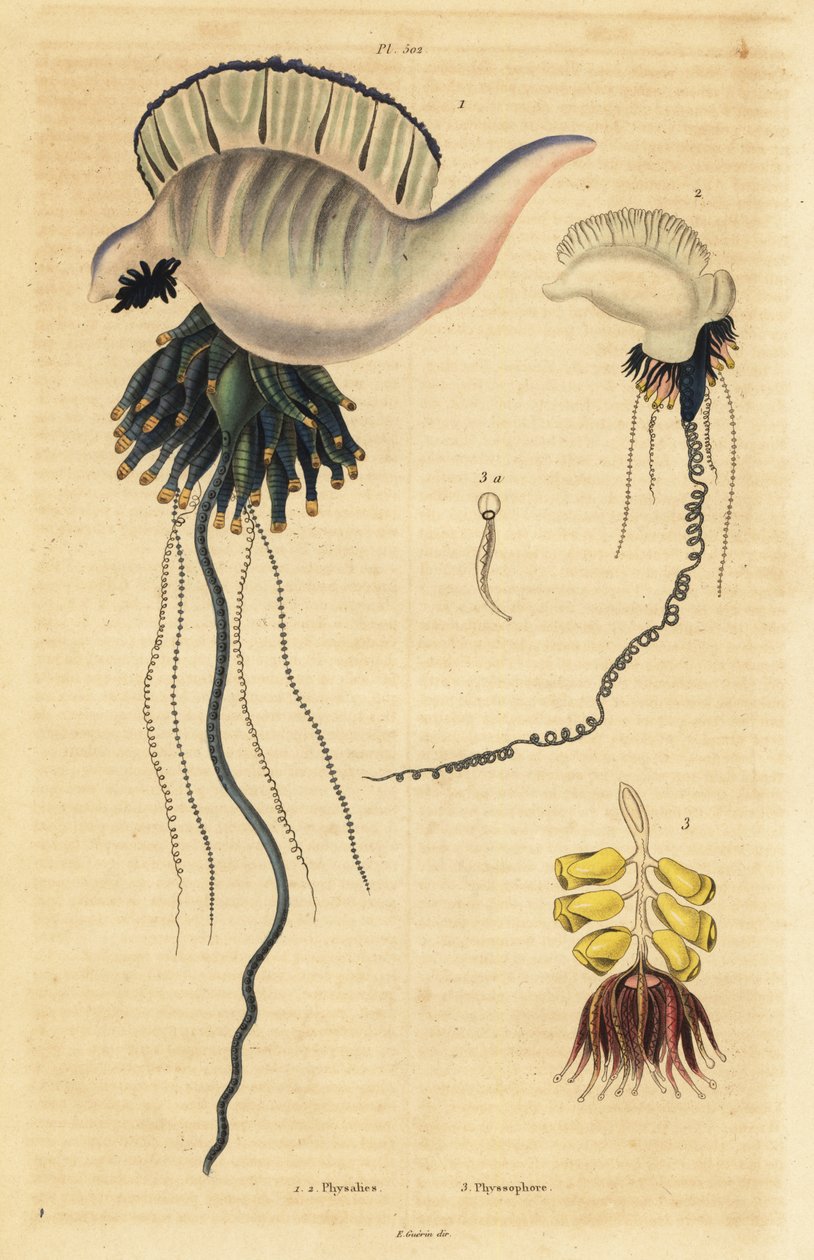 Indo-Pazifische Portugiesische Galeere, Physalia utriculus 1, Azoren-Galeere, Physalia physalis 2 und Siphonophora-Zoophyt, Physsophora disticha 3 von Unbekannt