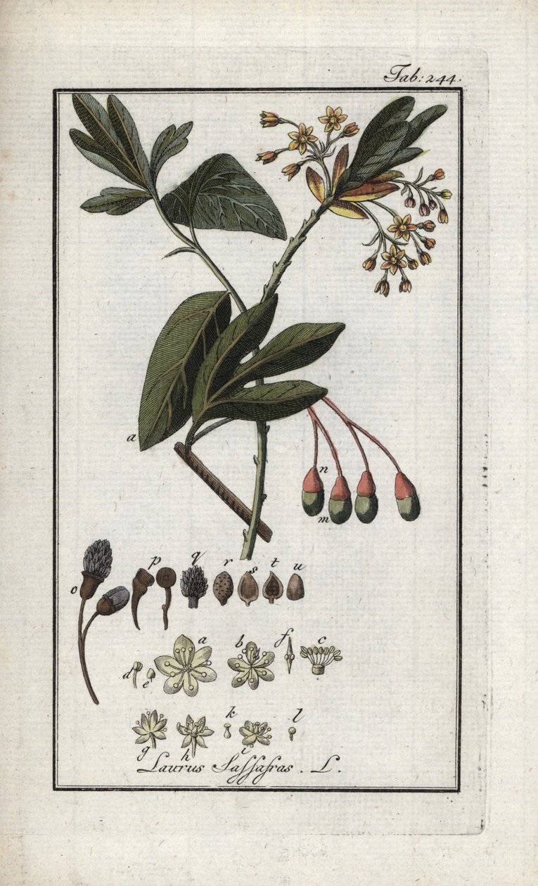 Irokesenlorbeer (Sassafras albidum). Lithographie aus „Afbeelding der Artseny-Gewassen“ von Johannes Zorn (1739-1799), Niederlande von Unbekannter Künstler
