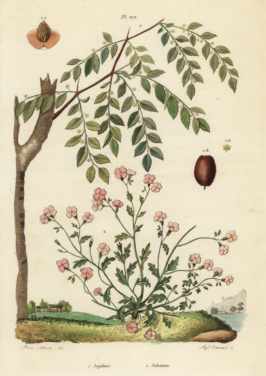 Jujube oder Chinesische Dattel, Ziziphus jujuba 1, und Virginische Stockrose, Malcolmia maritima 2 von Unbekannt