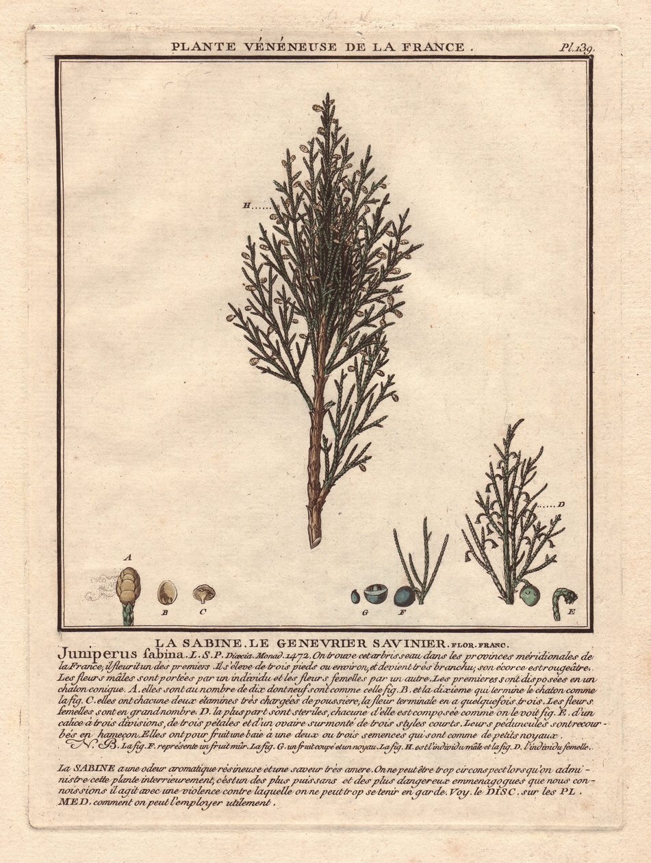 La Sabine, der Sadebaum Juniperus sabina. Giftige Pflanze, Beschreibung eines männlichen (Mitte) und weiblichen (links) Zweigs, mit Details der Früchte in verschiedenen Reifestadien. Farbradierung 18. Jahrhundert, im Herbier de la France (1780-1793), Zeich von Unbekannter Künstler