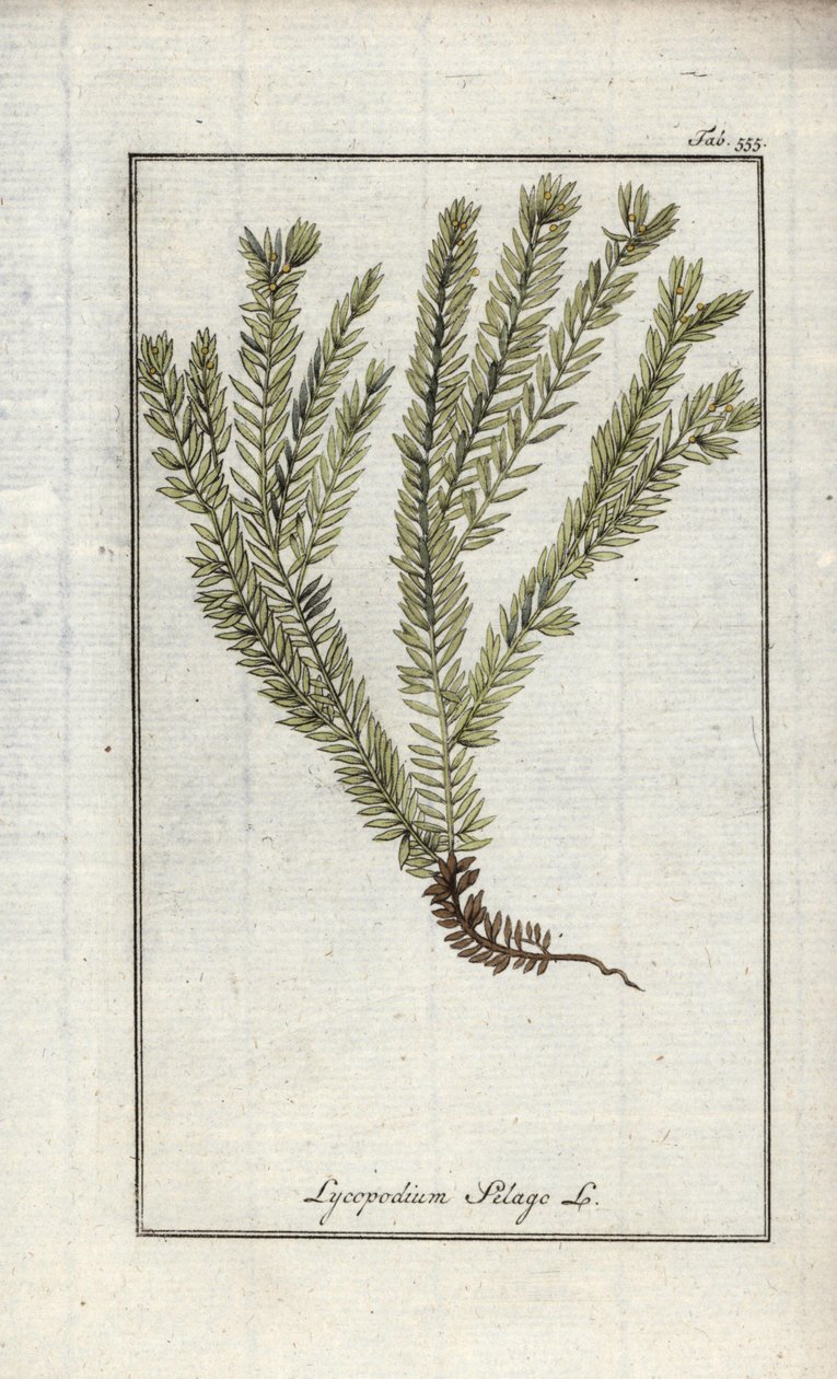 Keulen-Bärlapp oder Arznei-Bärlapp (Lycopodium clavatum). Lithographie aus „Afbeelding der Artseny-Gewassen“ von Johannes Zorn (1739-1799), Niederlande von Unbekannter Künstler