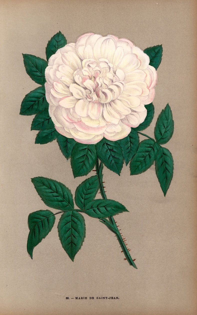Marie de Saint-Jean Rose, Sorte der Portland-Rose, Rosa portlandica, gezüchtet von Monsieur Damaizin in Lyon im Jahr 1869. Chromolithographie nach der Natur gezeichnet und lithographiert von F. Grobon aus Hippolyte Jamain und Eugene Forney
