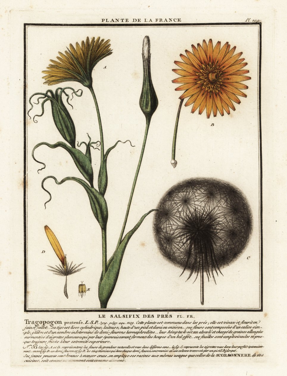 Wiesen-Bocksbart, Tragopogon pratensis von Unbekannter Künstler