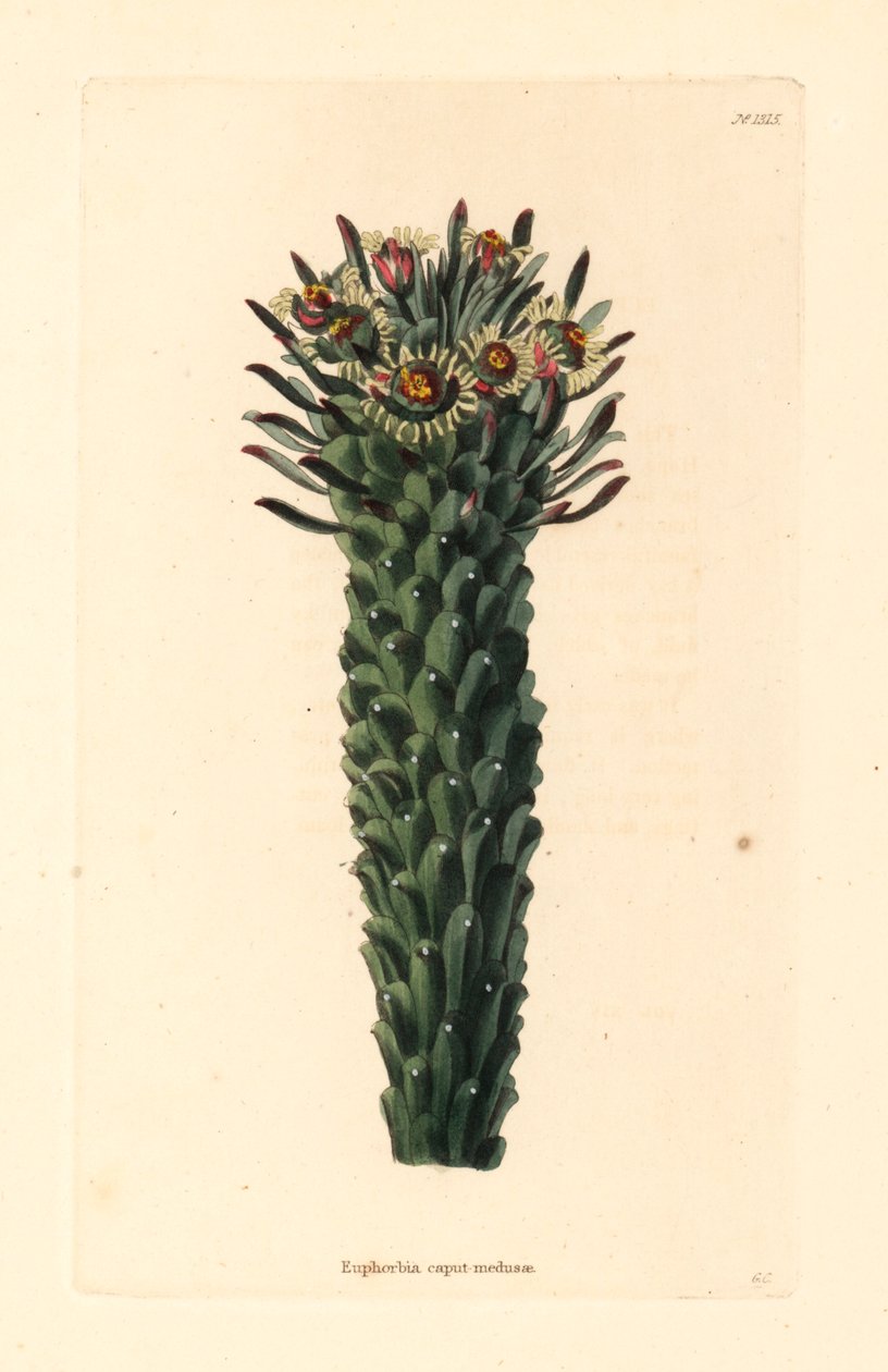 Medusenhaupt, Euphorbia caput-medusae. Handkolorierter Kupferstich von George Cooke aus Conrad Loddiges