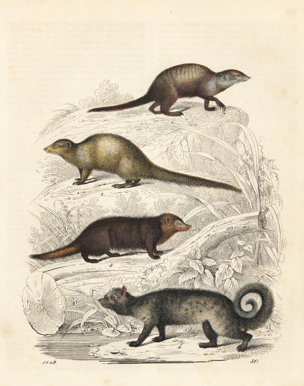 Erdmännchen, Suricata suricatta 1, Indischer Grauer Mungo, Herpestes edwardsii 2, Gemeiner Kusimanse, Crossarchus obscurus 3, und Asiatische Palmzibetkatze, Paradoxurus hermaphroditus 4. Handkolorierte Lithographie aus Carl Hoffmann