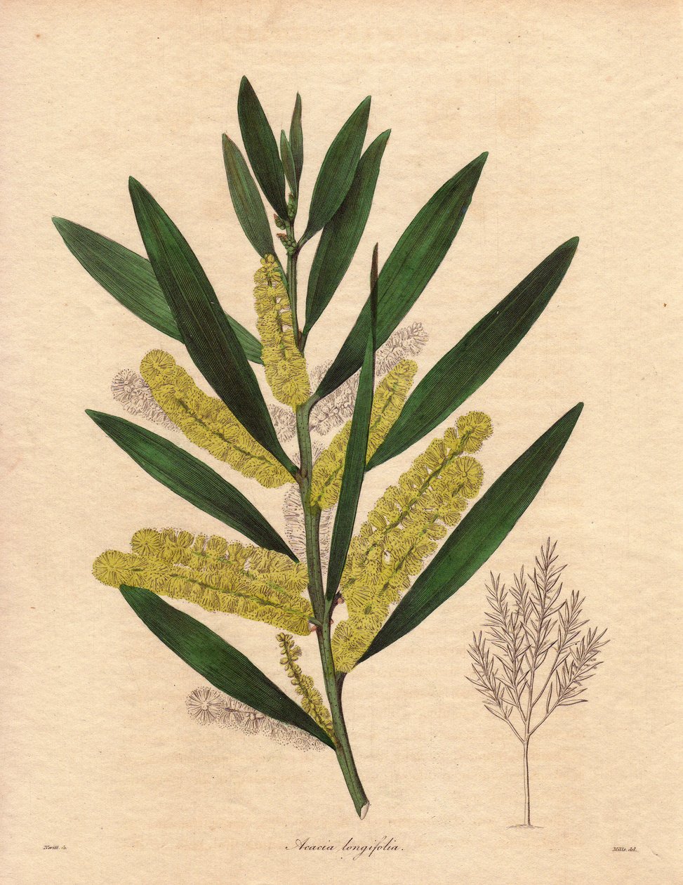 Mimosenraupe (Acacia longifolia). Illustration von R. Mills in The Botanist, Serie von Benjamin Maund von Unbekannter Künstler
