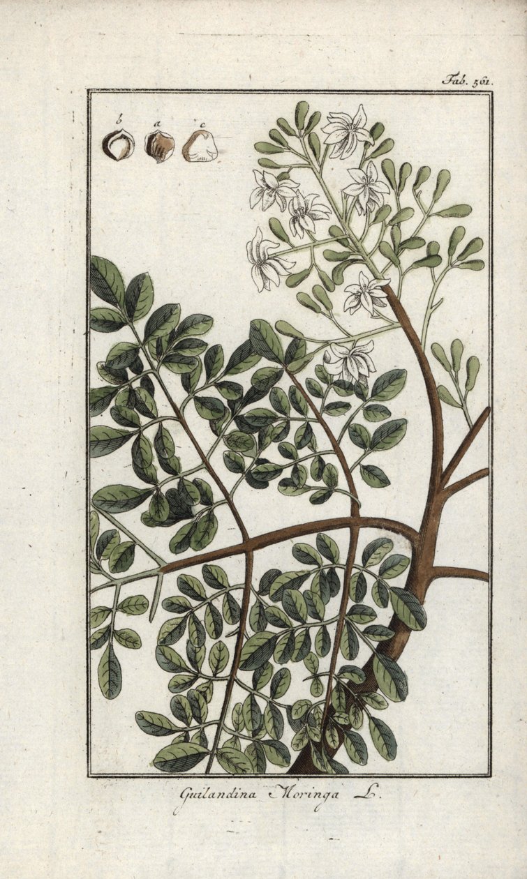 Moringa (Moringa oleifera). Lithographie aus „Afbeelding der Artseny-Gewassen“ von Johannes Zorn (1739-1799), Niederlande von Unbekannter Künstler