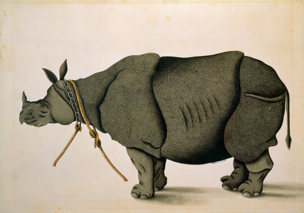 Nashorn, möglicherweise aus der Francis Buchanan Sammlung, ca. 1800, Künstler unbekannt von Unbekannter Künstler