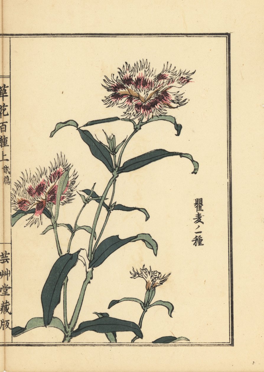 Nadeshiko oder Fransen-Nelke, Dianthus monspessulanus (aus Kusa Bana Hyakushu) von Unbekannter Künstler