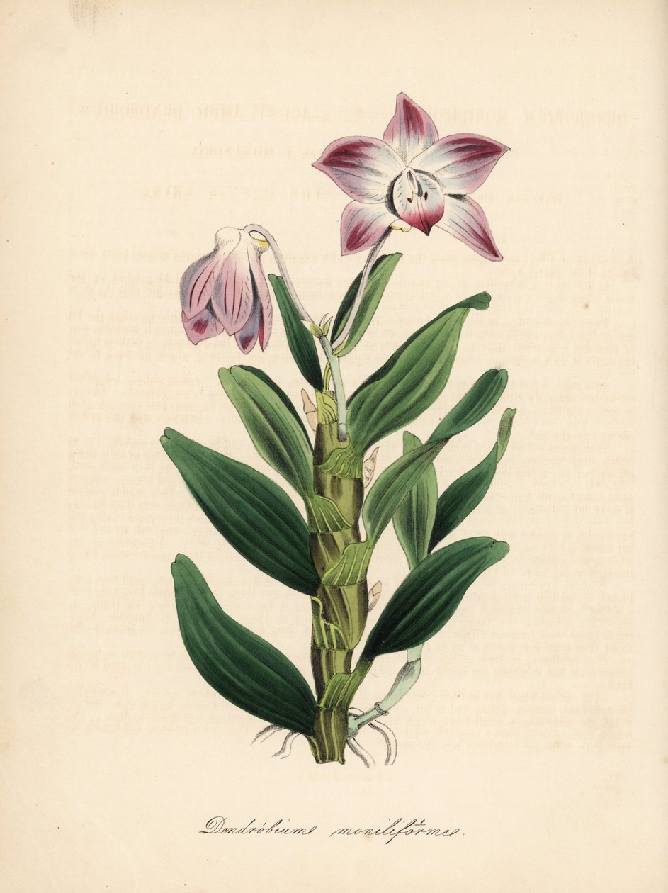 Halskettenstängel-Dendrobium oder Sekikoku-Orchidee, Dendrobium moniliforme. Handkolorierter Zinkograph von C. Chabot, gezeichnet von Miss M. A. Burnett aus ihrem Werk 