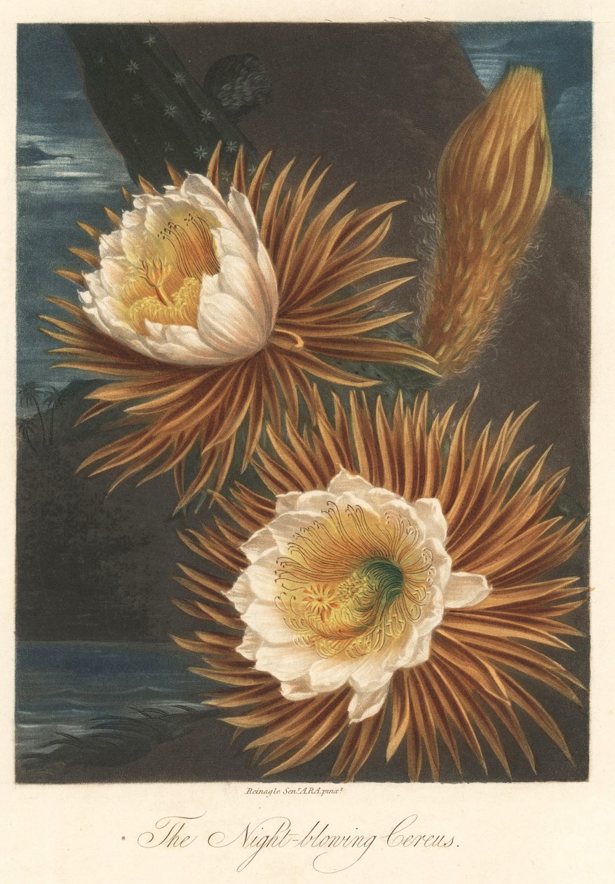Nachtblüte der Drachenfruchtpflanze oder Pitaya. Radierung, aus The Temple of Flora, von Dr. Robert Thornton (1768-1837). von Unbekannter Künstler