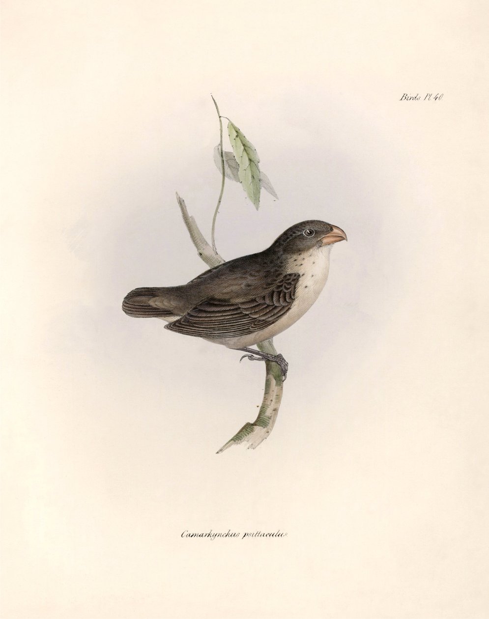 Ornithologie: „Camarhynchus psittaculus oder Geospize psittacin“ Beschreibung eines Sperlings von Charles Darwin (1809-1882) beobachtet während seiner Expedition an Bord der Beagle. Tafel aus „The zoology of the voyage of H.M.S. Beagle. Flight. III, Birds“ von Unbekannter Künstler