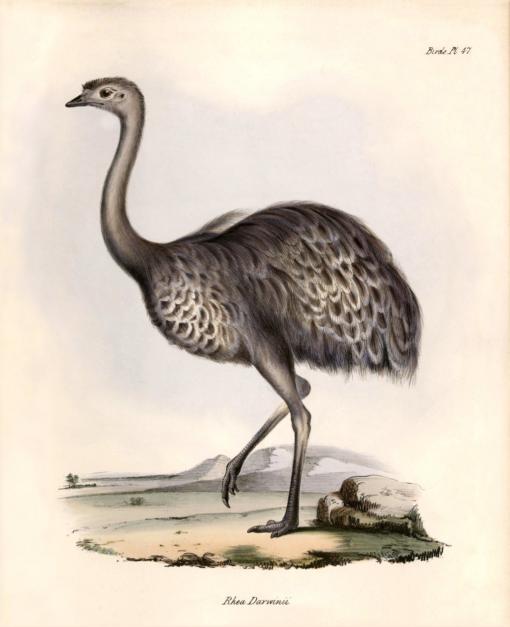Ornithologie: „Rhea Darwinii“ Nandou de Darwin beobachtet und beschrieben von Charles Darwin während seiner Expedition an Bord der Beagle. Tafel aus „The zoology of the voyage of H.M.S. Beagle. Flight. III, Birds described by John Gould, with notice of the von Unbekannter Künstler