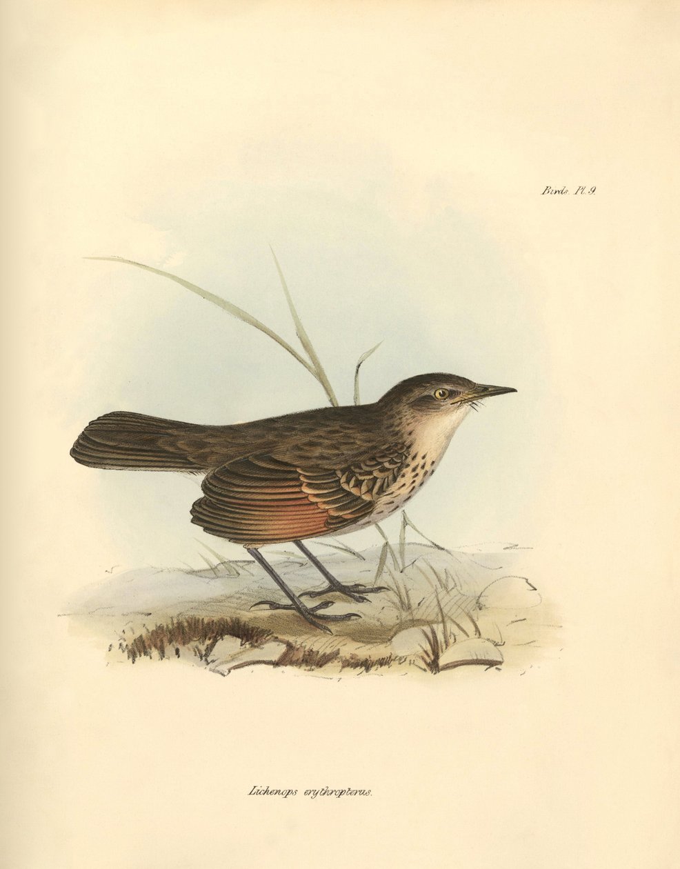 Ornithologie: Der „Hymenops perspicillata“ der Vogelfamilie beschrieben von Charles Darwin während seiner Forschungsreise an Bord der Beagle. Tafel aus „The Zoology of the voyage of H.M.S. Beagle under the command of Captain Fitzroy during the years 1832 t von Unbekannter Künstler