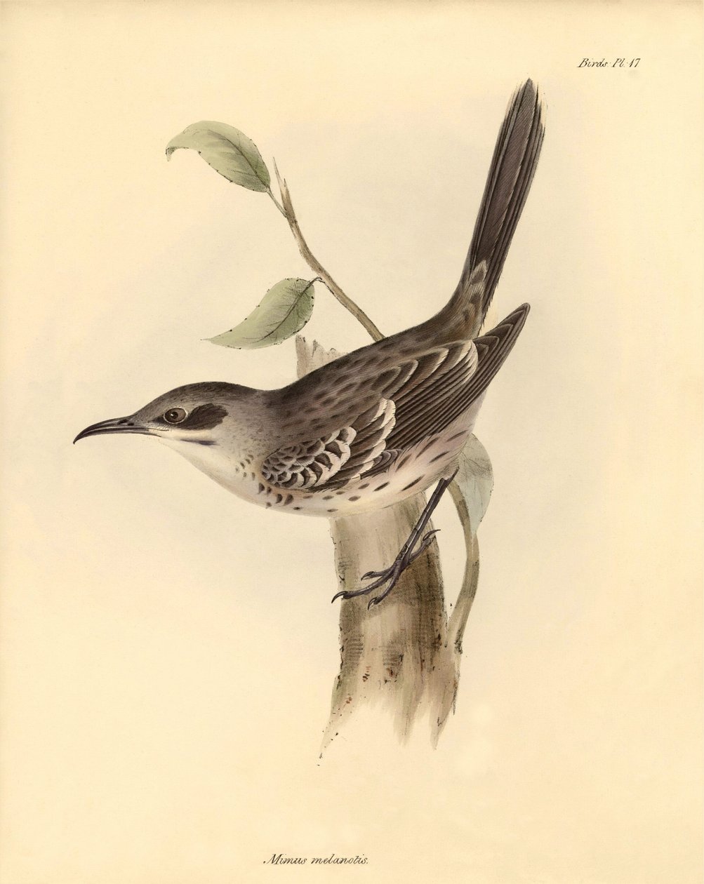 Ornithologie: Der „Mimus melanotis“ der Spottdrossel-Familie beschrieben von Charles Darwin während seiner Forschungsreise an Bord der Beagle. Tafel aus „The Zoology of the voyage of H.M.S. Beagle under the command of Captain Fitzroy during the years 1832  von Unbekannter Künstler