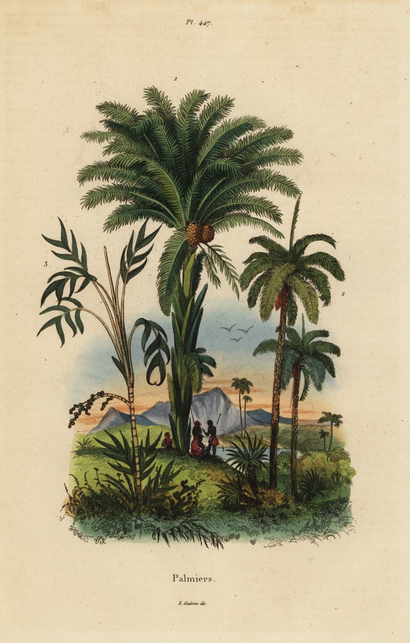 Palmen: Dattelpalme, Phoenix dactylifera 1, Attalea-Art 2 und Geonoma-Art 3 von Unbekannt