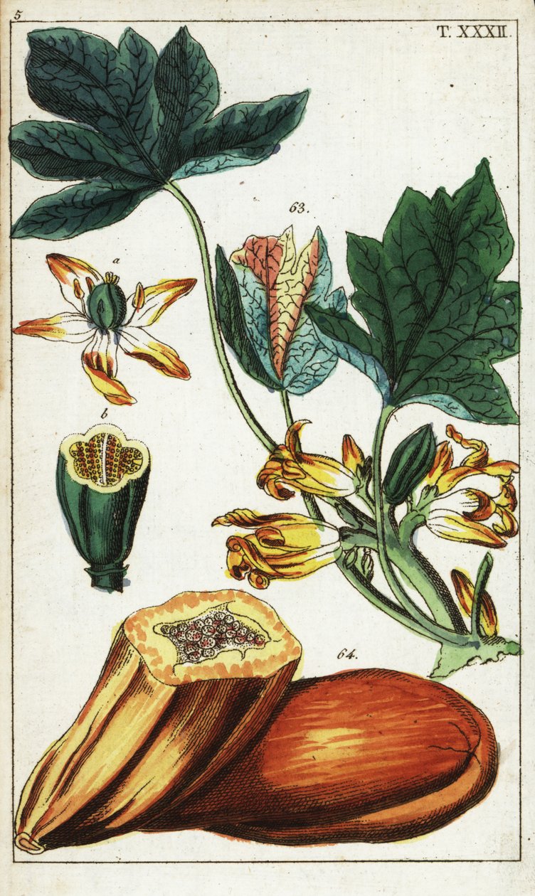 Papayafrucht, Schnitt, Blüten und Blätter, Carica papaya von Unbekannter Künstler