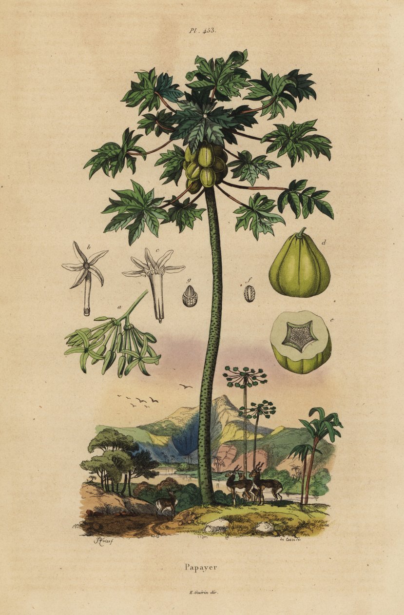 Papaya- oder Melonenbaum mit Früchten und Querschnitt der Frucht von Unbekannt