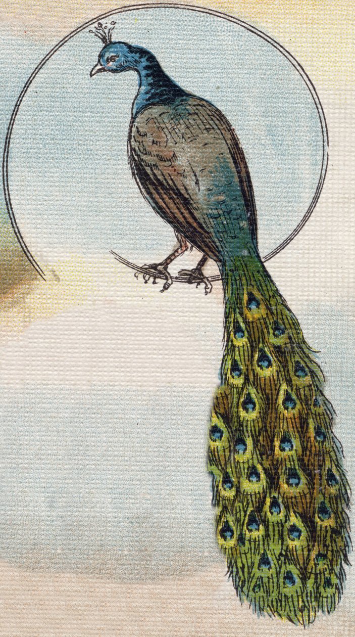 Pfau. Gravur in "Alphabet de ma petite fille". Bernardin-Bechet und Fils, Buchhändler-Verleger, Paris, um 1895. von Unbekannt