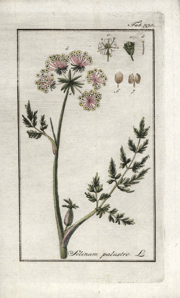Sumpf-Peucedan oder Sumpf-Petersilie (Selinum marsh). Lithographie aus „Afbeelding der Artseny-Gewassen“ von Johannes Zorn (1739-1799), Niederlande von Unbekannter Künstler