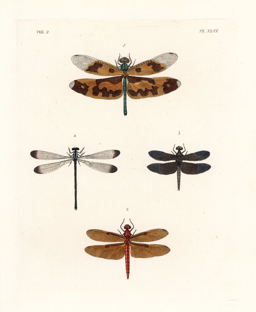 Bildflügel-Libelle, Rhyothemis variegata 1, fuchsfarbener Waldschwärmer, Neurothemis fulvia 2, gescheckter Reisfeldschwärmer, Neurothemis tullia 3, und Schattenjungfer, Palaemnema paulina 4. Handkolorierte Lithographie aus John O. Westwood