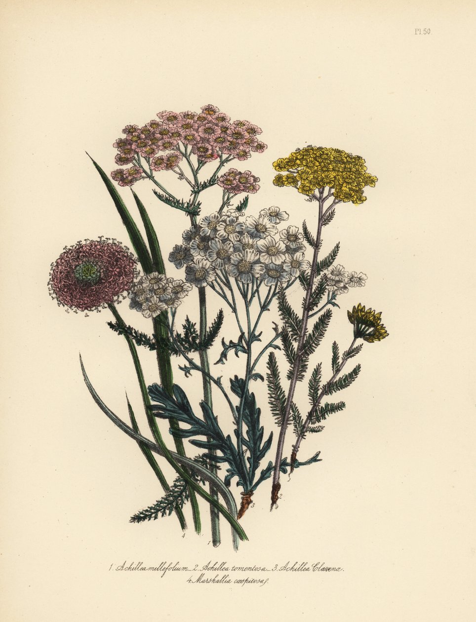 Rosa blühende Schafgarbe, Achillea milfolium, goldene Schafgarbe, Achillea tomentosa, Clavena