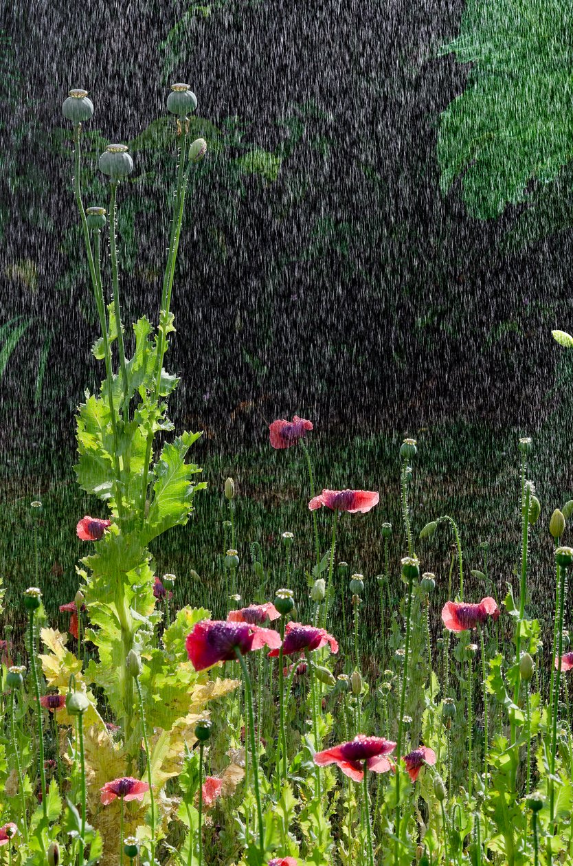 Mohnblumen (Papaver somniferum) und Samenkapseln im Sommerregen, Gower, Südwales von Unbekannter Künstler