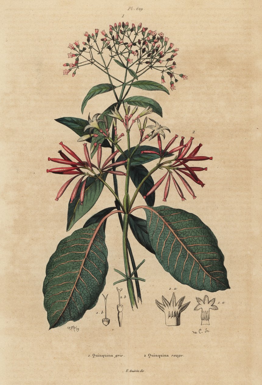 Chinin, Cinchona officinalis 1 und Ladenbergia oblongifolia, gefährdet, 2 von Unbekannt