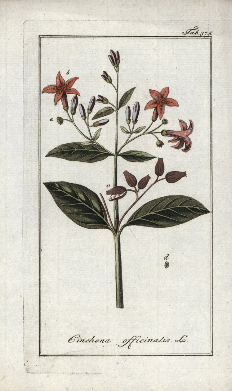 Chinarinde (Cinchona officinalis). Lithographie aus Afbeelding der Artseny-Gewassen von Johannes Zorn, Niederlande von Unbekannter Künstler