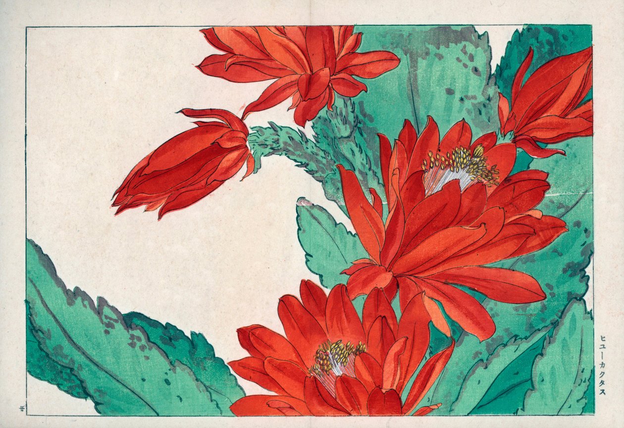 Seltene Blume, karmesinrote Farbe, von Cactus speciosus. Karmesinrote Kaktusblume, Cactus speciosus. Handkolorierter Holzschnitt aus Konan Tanigamis „Seiyou Sokazufu“ (Bildalbum westlicher Pflanzen und Blumen: Frühling), Unsodo, Kyoto von Unbekannter Künstler