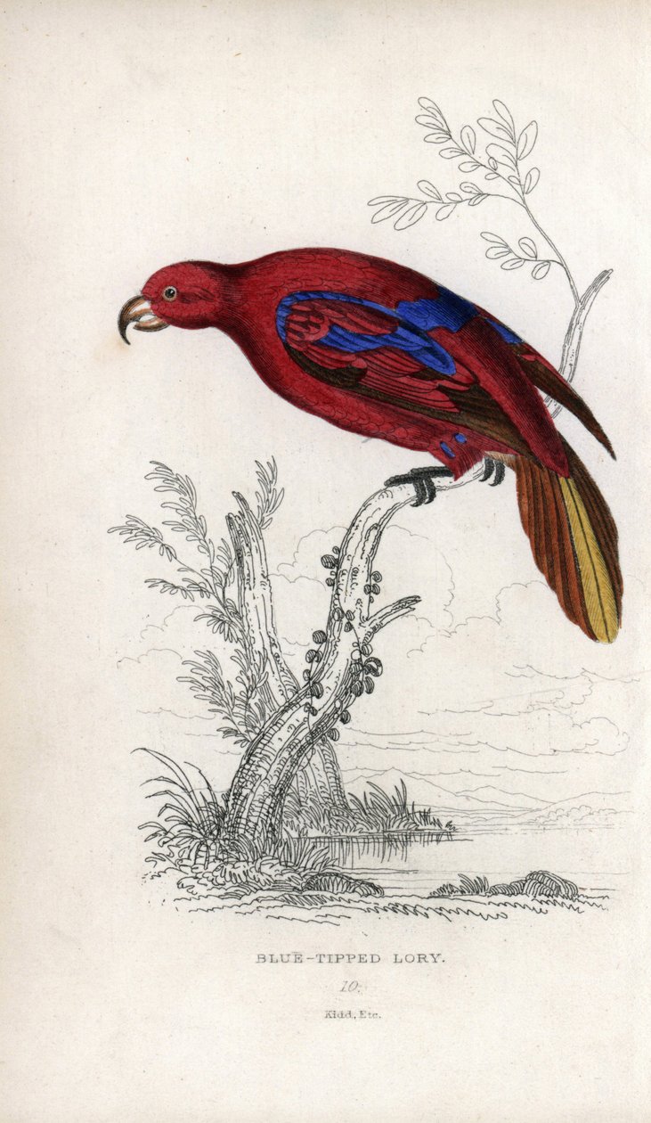 Roter Lori, Eos rubra. Psittacus caeruleatus. Lithographie von Joseph Kidd, basierend auf einer Zeichnung von John Audubon, in Miscellany of Natural History: Parrots, Sir Thomas DiK Lauder und Captain Thomas Brown, veröffentlicht in Edinburgh, Schottland,  von Unbekannter Künstler