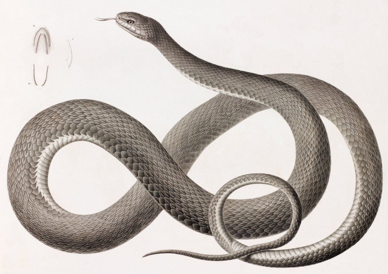 Reptilien: Nahaufnahme einer Schlangenillustration von Unbekannt