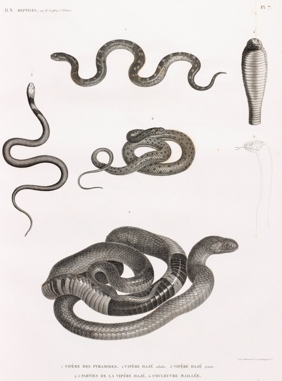 Reptilien: Serie von Illustrationen von Schlangen von Unbekannt