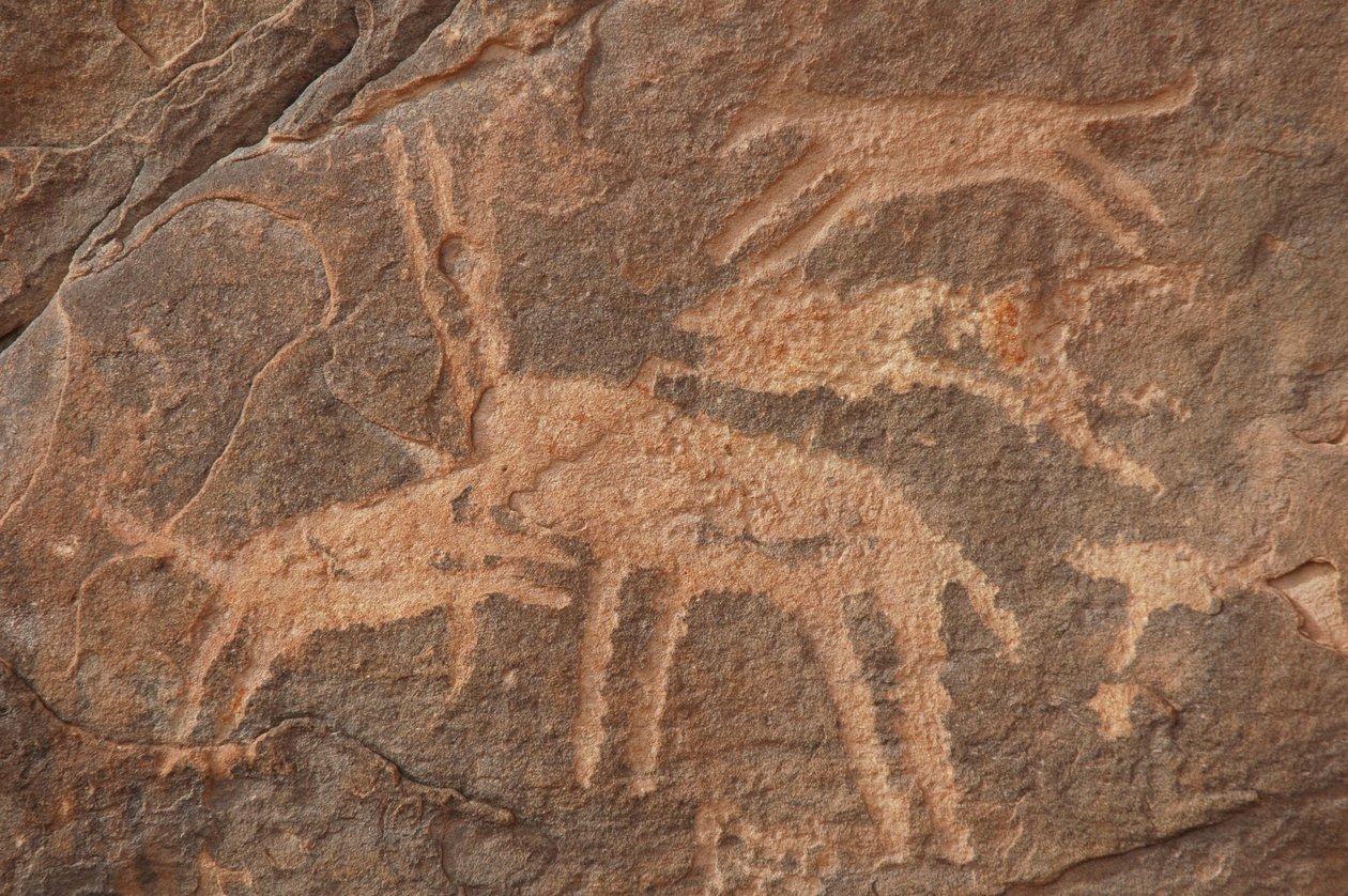 Felskunst, Vorgeschichte: Gravur einer Antilope, die von einem Rudel Hunde im Uweinat-Massiv, Ägypten, angegriffen wird (Zeitraum von 8000 bis 3000 v. Chr.). Fotografie von Unbekannt