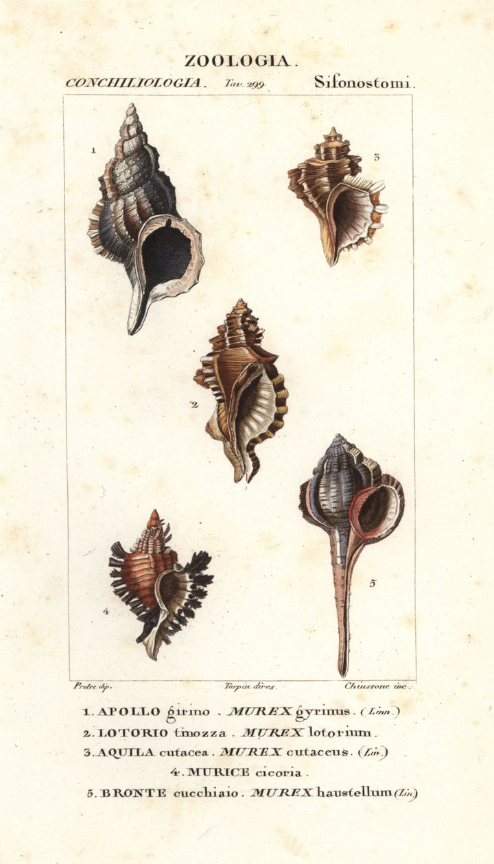 Felsenschnecken aus Jussieus "Wörterbuch der Naturwissenschaften", Florenz, Italien von Unbekannter Künstler