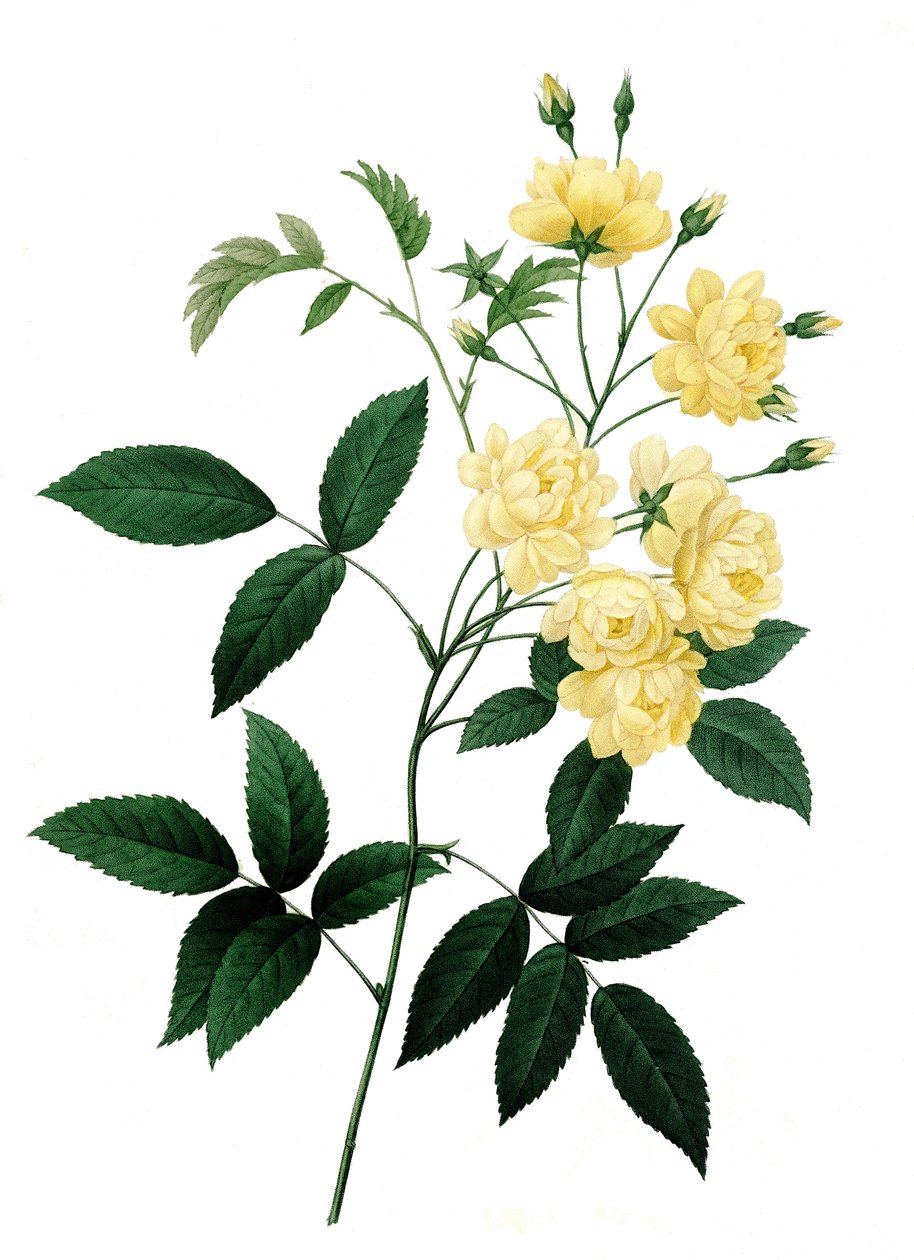 Rose Rosier de Bancks var. a fleurs jaunes, Rosa banksiae, Banks-Rose von Unbekannter Künstler