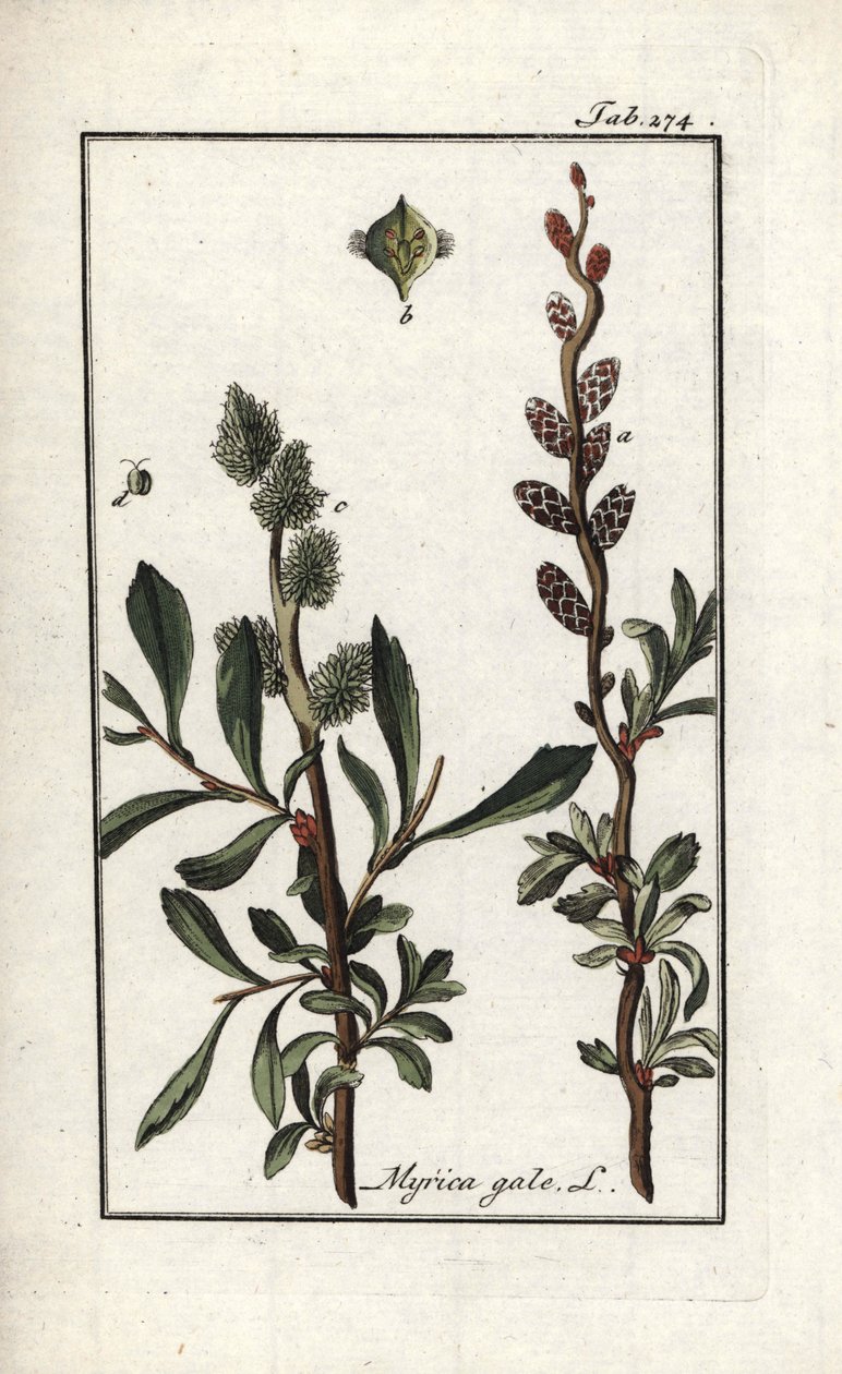 Sumpfmyrte (Myrica gale). Lithographie aus „Afbeelding der Artseny-Gewassen“ von Johannes Zorn (1739-1799), Niederlande von Unbekannter Künstler