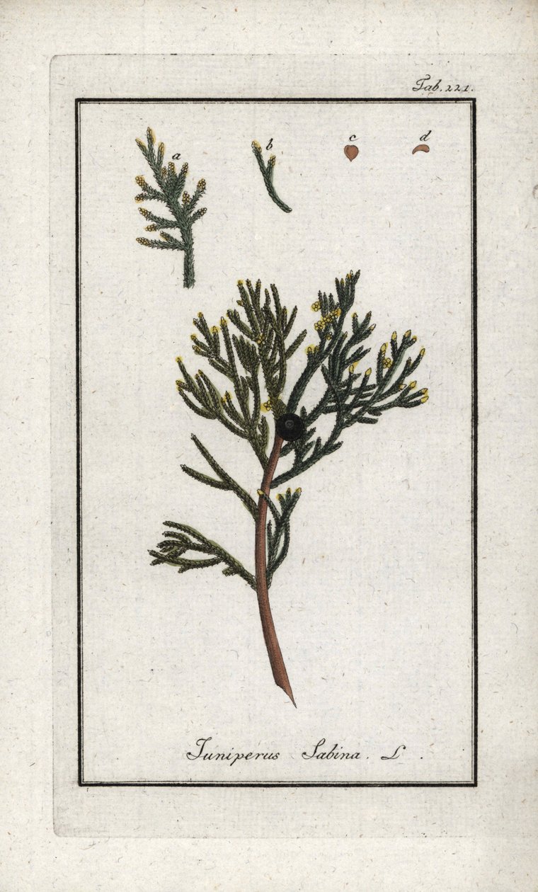 Sadebaum (Juniperus sabina). Lithographie aus „Afbeelding der Artseny-Gewassen“ von Johannes Zorn (1739-1799), Niederlande von Unbekannter Künstler