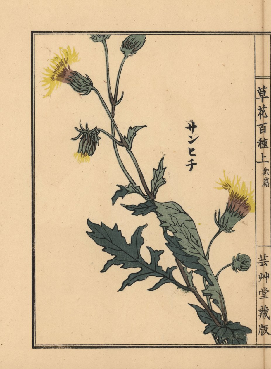 Sanhichisou oder Japanische Purpurpassion, Gynura japonica. Handkolorierter Holzschnitt von Kono Bairei aus Kusa Bana Hyakushu (Hundert Blumenarten), Tokio, Yamada von Unbekannter Künstler