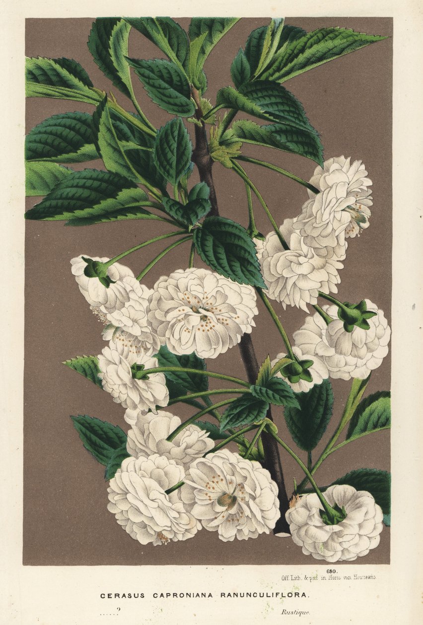 Sauerkirschbaum, Prunus cerasus (caproniana ranunculiflora). Handkolorierte Lithographie aus Louis van Houtte und Charles Lemaire