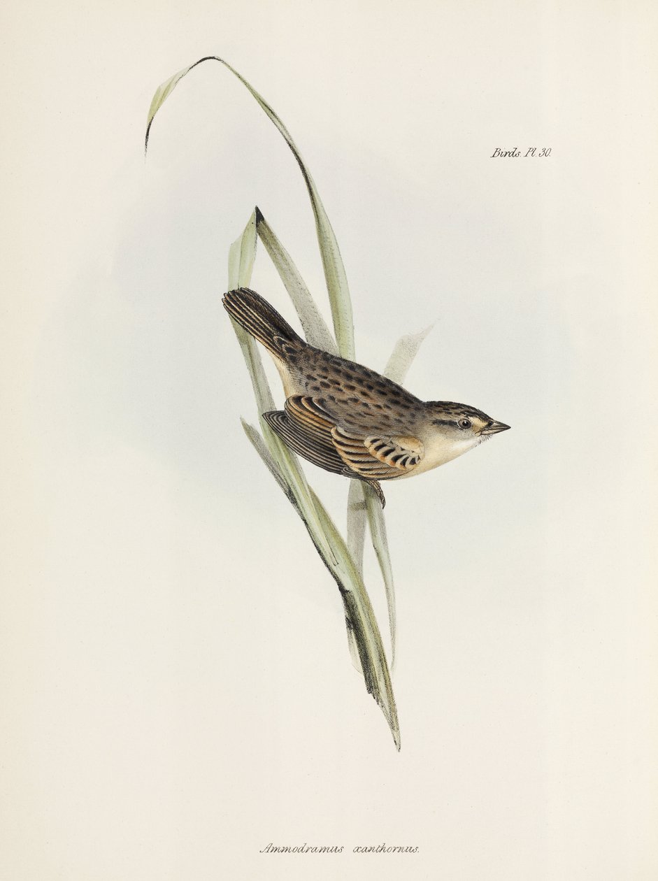 Spatz oder Fink, ca. 1832-1836 von Unbekannter Künstler