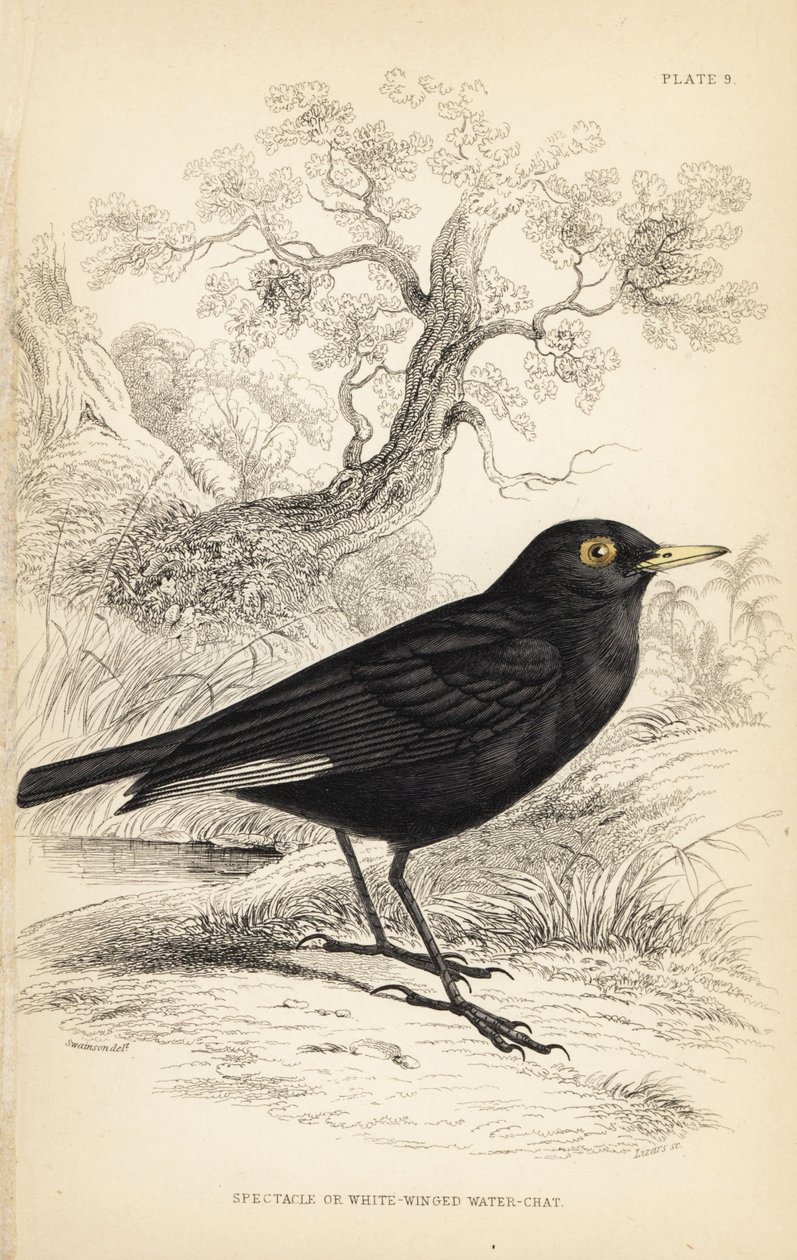 Brillentyra, Hymenops perspicillatus (Brillen- oder Weißflügel-Wasseramsel, Perspicilla leucoptera). Handkolorierter Stahlstich von William Lizars nach einer Illustration von William Swainson aus Sir William Jardine