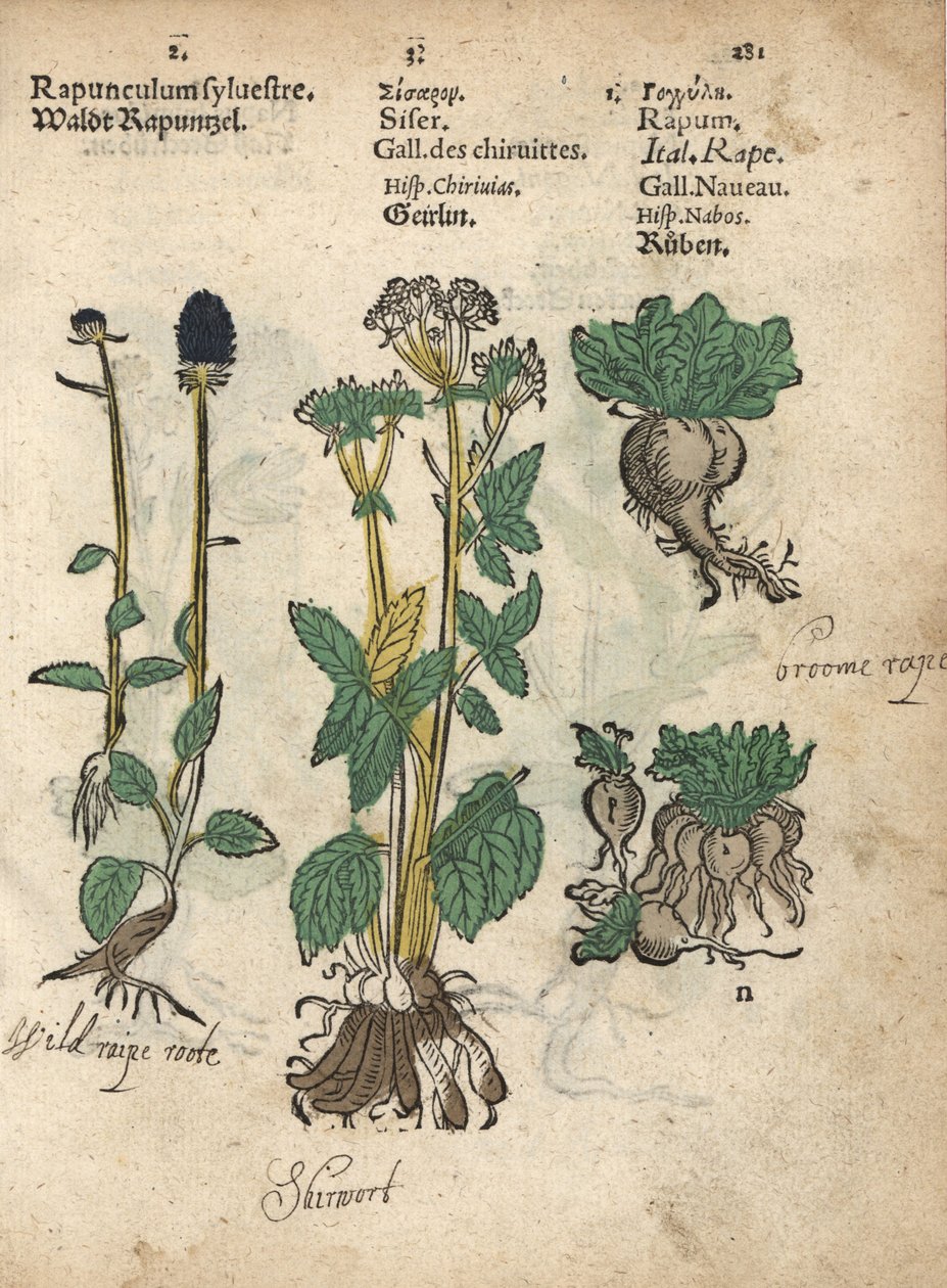Ährige Teufelskralle, Phyteuma spicatum, Zuckerwurzel, Sium sisarum, und Rübe, Brassica rapa. Handkolorierter Holzschnitt einer botanischen Illustration aus Adam Lonicers Krauterbuch, oder Herbal, Frankfurt von Unbekannter Künstler