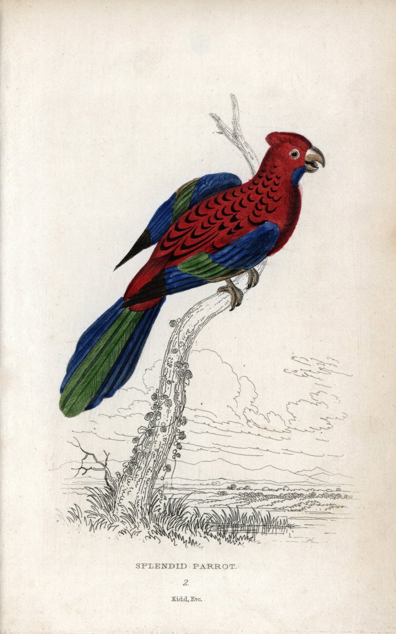 Prachtpapagei (Psittacus gloriosus). Platycerus elegans. Lithographie von Joseph Kidd, basierend auf einer Zeichnung von John Audubon, in Miscellany of Natural History: Parrots, Sir Thomas DiK Lauder und Captain Thomas Brown, veröffentlicht in Edinburgh, S von Unbekannter Künstler